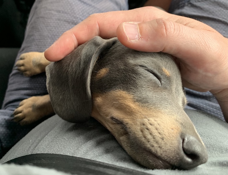 Puppy sleeping on my lap