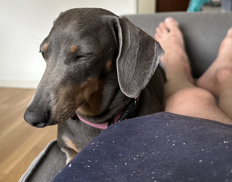 Dog just about to fall asleep on the couch