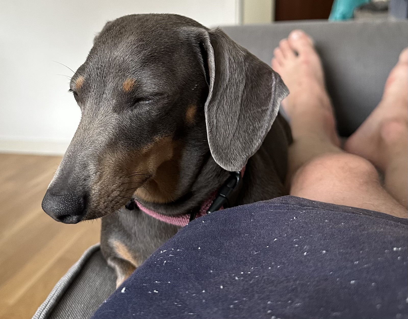 Dog just about to fall asleep on the couch
