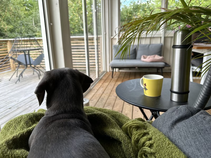 Thermos and cup of coffee, dog relaxing in lap.